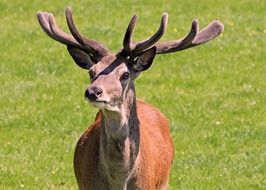 deer with beautiful horns on a green meadow close up