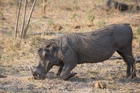 Warthog Botswana Animal