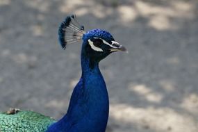 crested peacock head