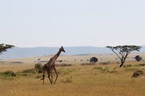 Lonely Giraffe Africa portrait