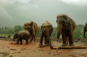 Elephants
