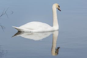 reflecting on the lake graceful swan
