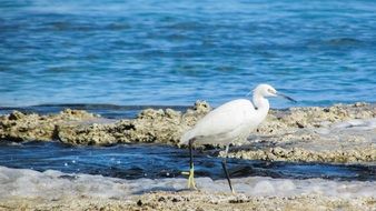 fascinating Heron Bird