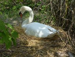 swan in its nest