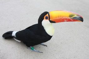 toucan on a white surface