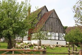 flock of sheeps and farmhouse