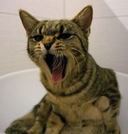 Cat in the bath