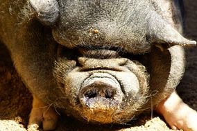 fat pig on the farm