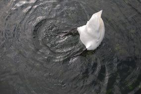 Cute and beautiful Swan making circle in a river