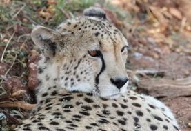 Wild cheetah in Africa