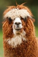 Portrait of curly an Alpaca