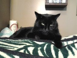 Black Pet Cat at home