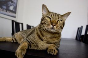 cat resting on table