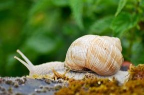 white snail close up on a blurred background