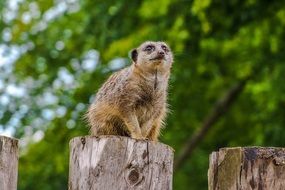 cute Meerkat, Animal portrait