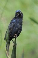 blue-black plumage Bird portrait