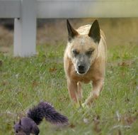 Squirrel and dog