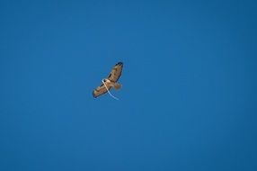 Red-tailed hawk flying in the blue sky