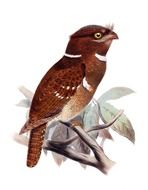 Philippine Frogmouth, Batrachostomus septimus, nocturnal bird, illustration