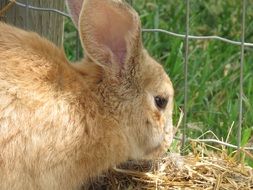 Cute bunny in spring