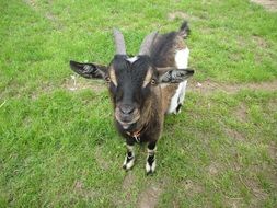 wondrous Goat