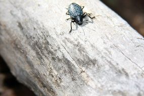 beetle on a tree trunk