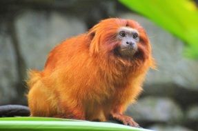 golden lion tamarin in wildlife