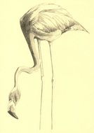 Flamingo Bird pencil Drawing
