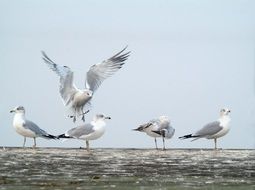 landing Seagull at standing Birds in wild