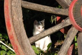 cat sits behind a wooden wheel