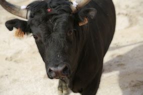 Bull on Camargue Race close-up