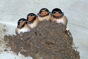 four chicks swallows in the nest