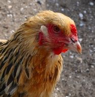 chicken on the farm