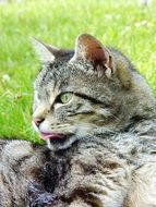 portrait of cute cat with tongue hanging out