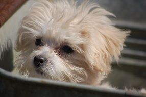 puppy maltese poodle