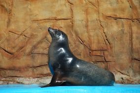 Sea lion in the dolphinarium