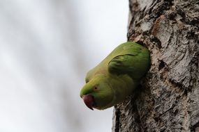 green Parakeet bird looking from hollow on tree