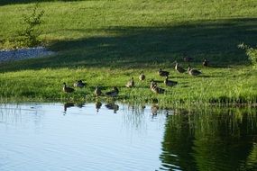 a flock of ducks on the shore of the pond