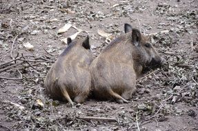 cute lovely young boars