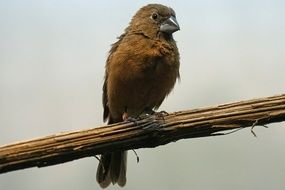 songbird on perch close-up