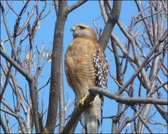 Hawk Bird Tree Raptor Predator