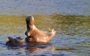 The Hippo yawns