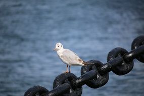 Sea Gull on a black thick chain near the water