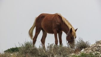 Brown Country Horse