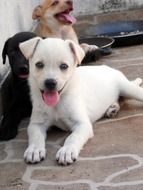 Photo of small multicolored puppies