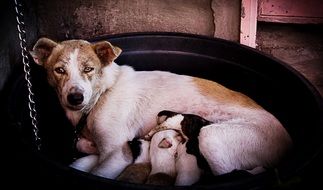 Dog with puppies