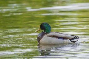 waterfowl duck in the lake