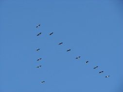 triangle of migratory birds
