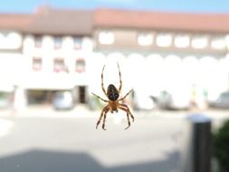 spider on a web on a background of a white building