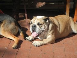 Two cute happy puppies